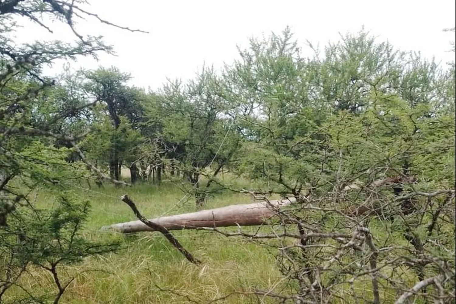 Un fuerte temporal volvió a afectar  el suministro eléctrico en el  centro-norte de Entre Ríos