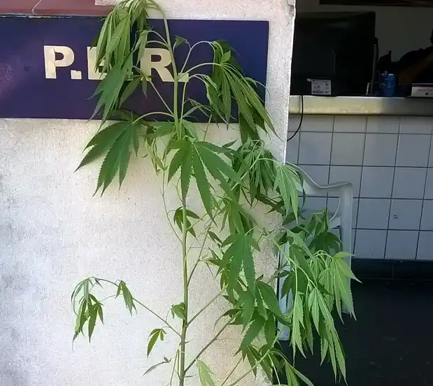 Fueron por una exclusión del hogar y encontraron marihuana