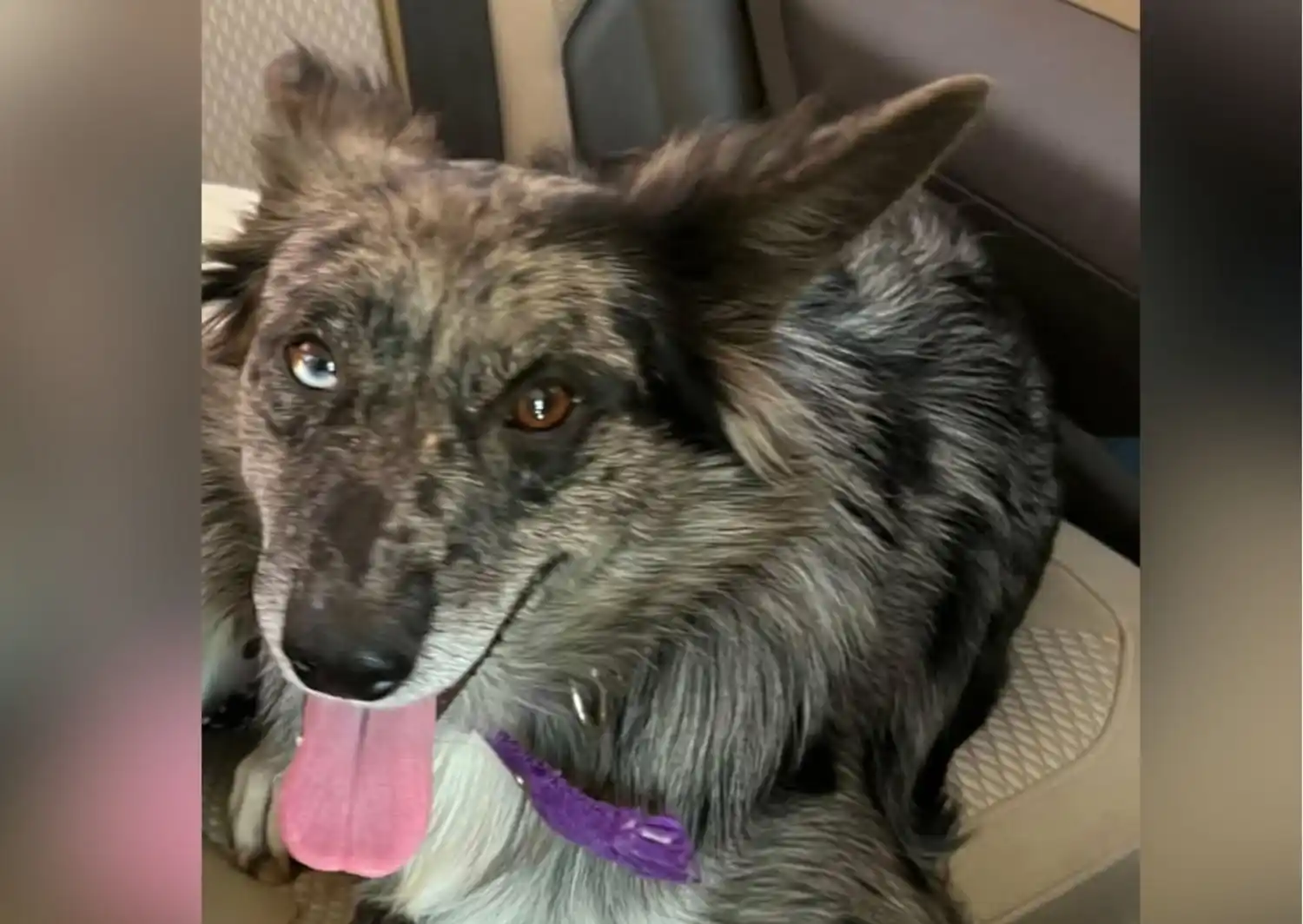 La perrita fue atropellada este viernes por la mañana.