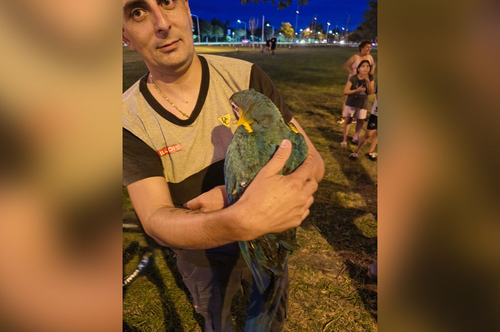 Los Bomberos rescataron un guacamayo que se había posado en lo alto de un árbol