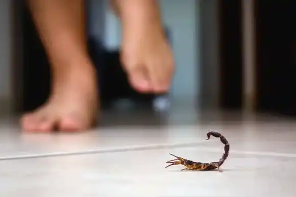 Final fatal: falleció una beba de un año y ocho meses tras ser picada por un alacrán en Formosa