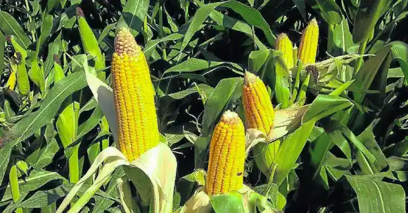 El avance en la siembra de maíz de primera es el más bajo de los últimos cinco años