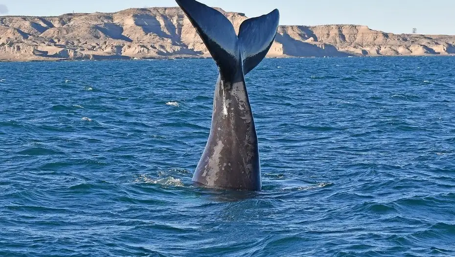 Empezó el show de las ballenas en Península Valdés