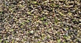 Confirman que habrá “escaso” stock para procesar por la calidad de granos de soja