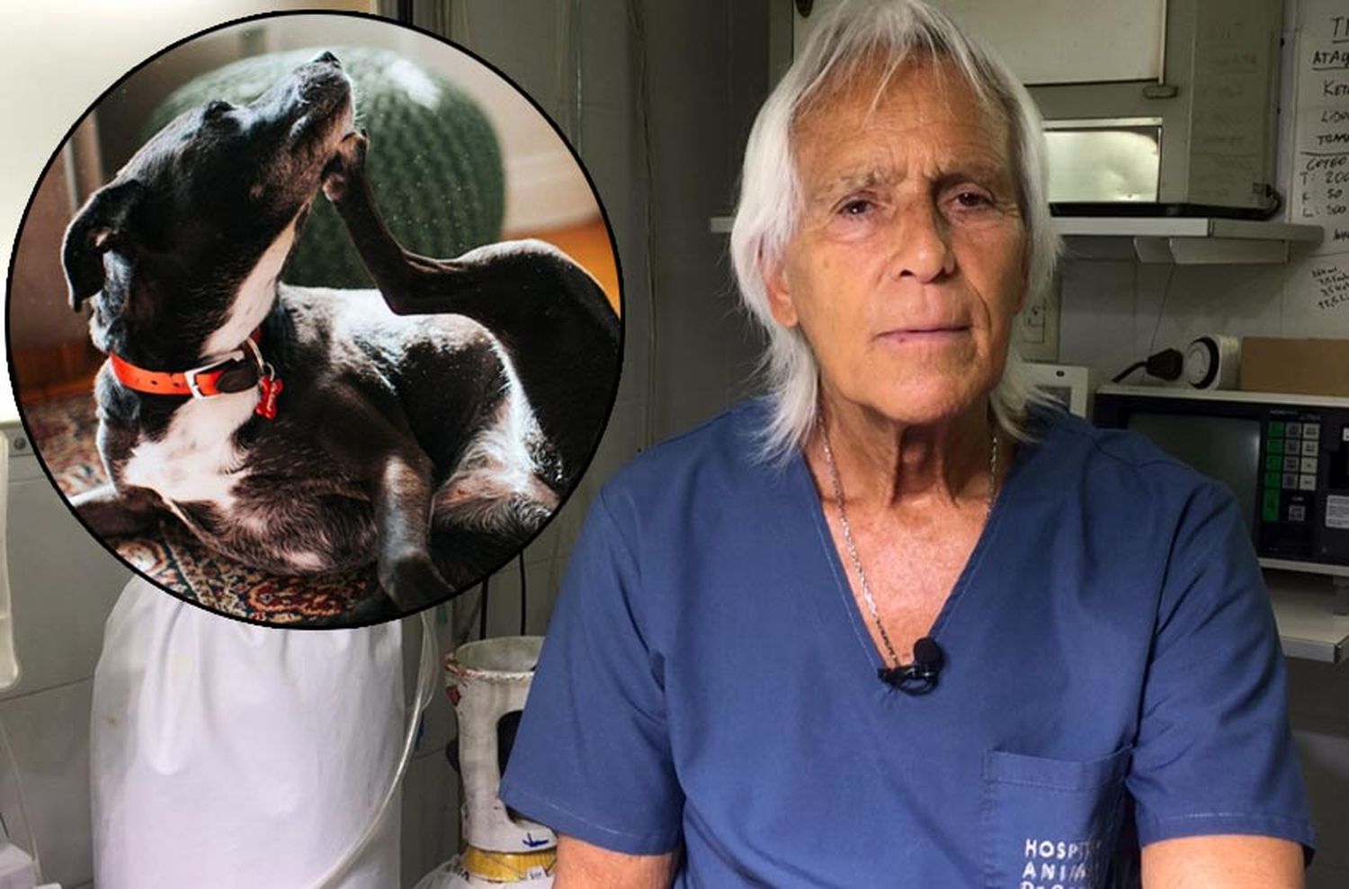 El consultorio del doctor Cossia: pulgas y garrapatas en épocas de calor