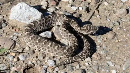 Con el calor, crece el peligro de contactar animales ponzoñosos