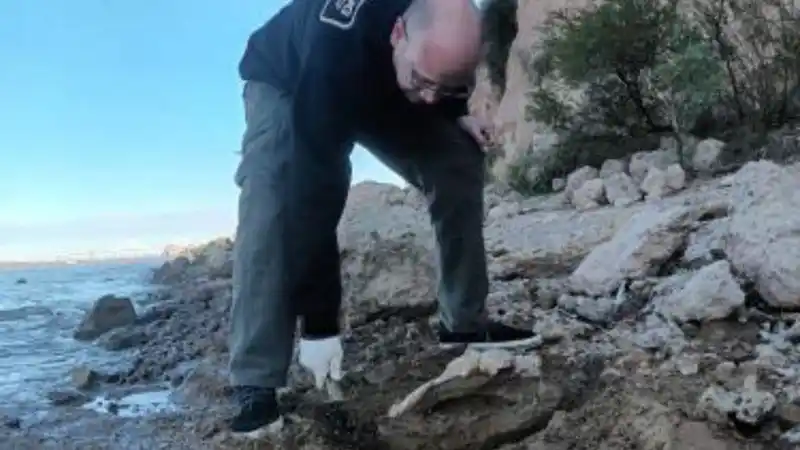 restos fosiles rosario - 2