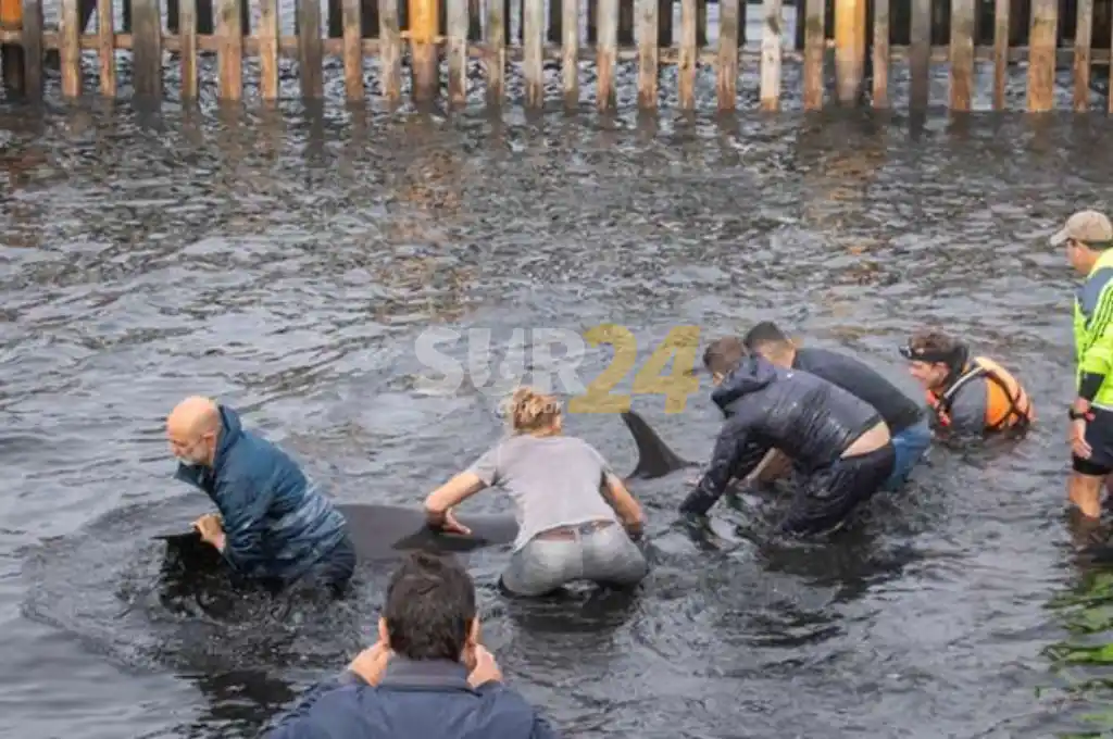Ushuaia: vecinos salvaron a más de 20 delfines que quedaron varados en la costa