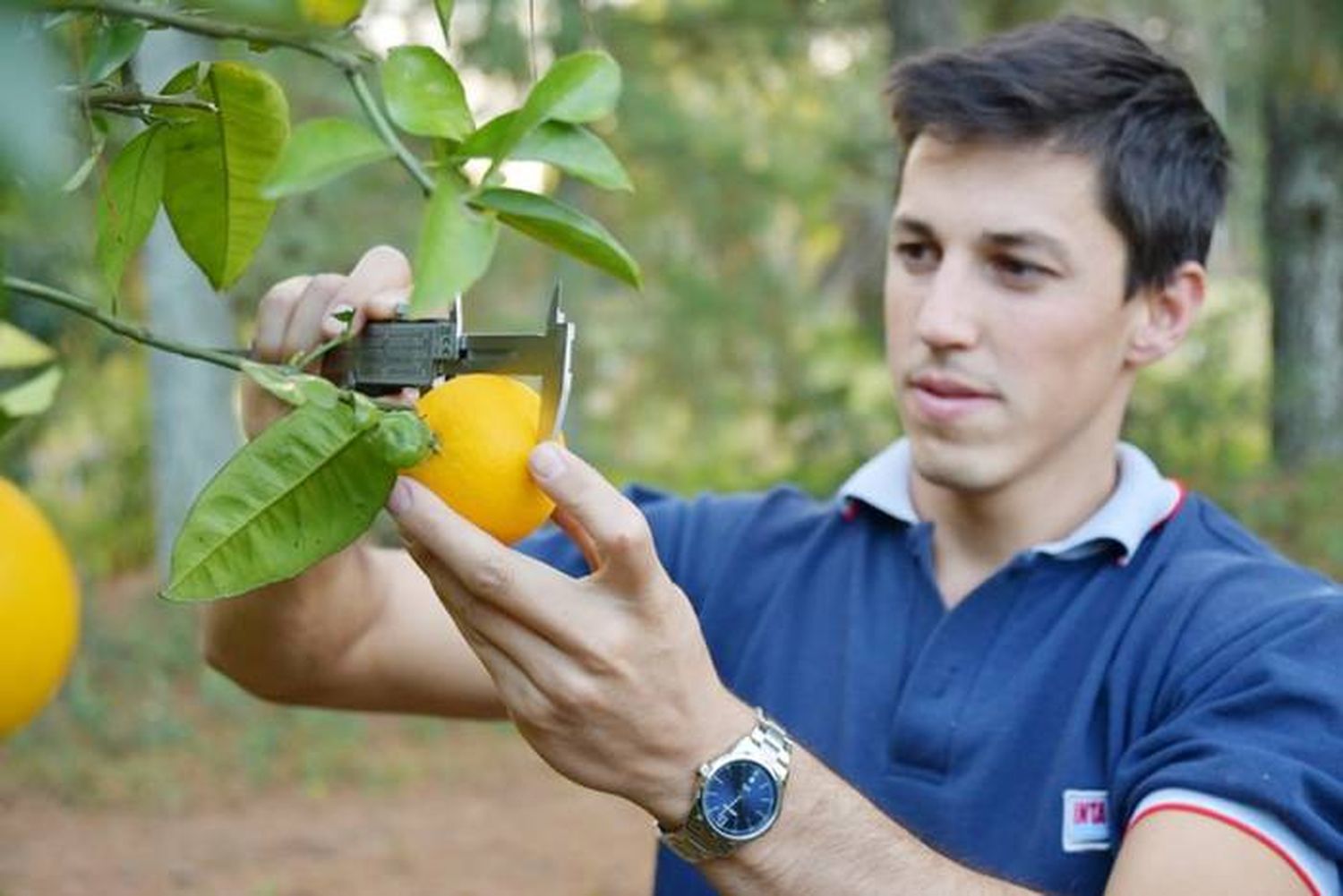 Expertos evalúan impacto  de los fertilizantes nitrogenados en citrus
