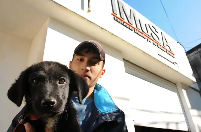 Cada vez más perros buscan una familia