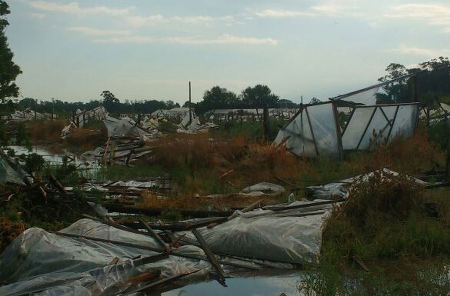 Productores sufrieron "cuantiosos" daños tras la tormenta