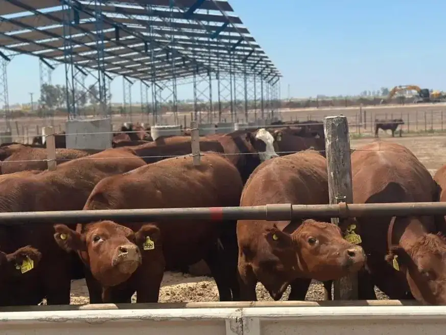 Engorde a corral: suben las existencias y crece el peso de novillitos y vaquillonas.