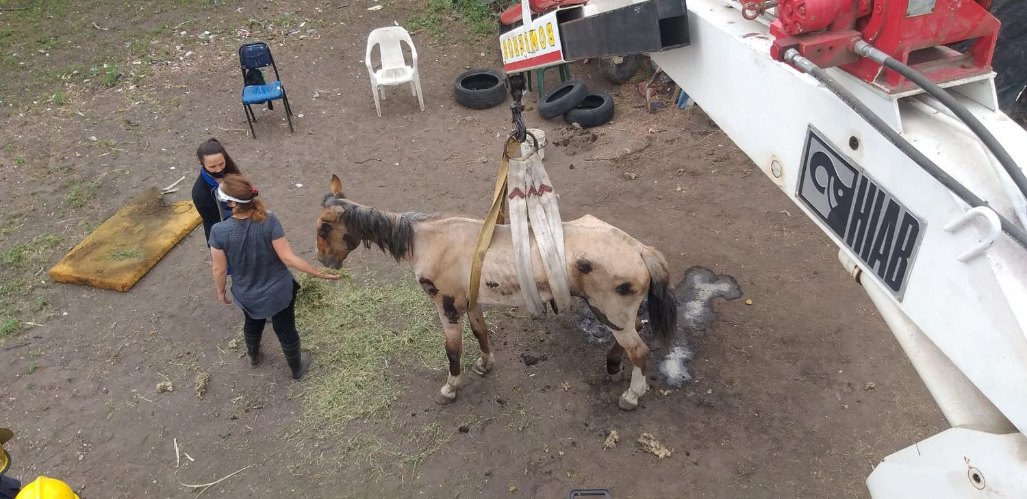 El triste final de "Bailarina", la yegua que intentaron rescatar el sábado