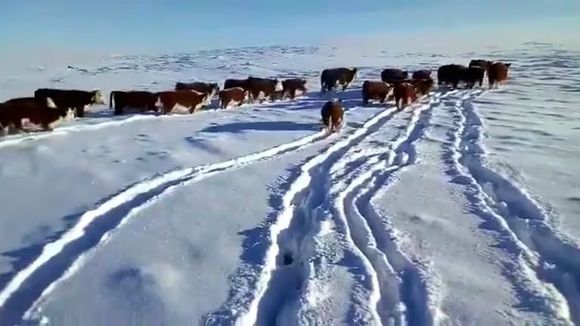 Declararon la emergencia agropecuaria en Río Negro, Chubut y Santa Cruz por el frío extremo y las nevadas