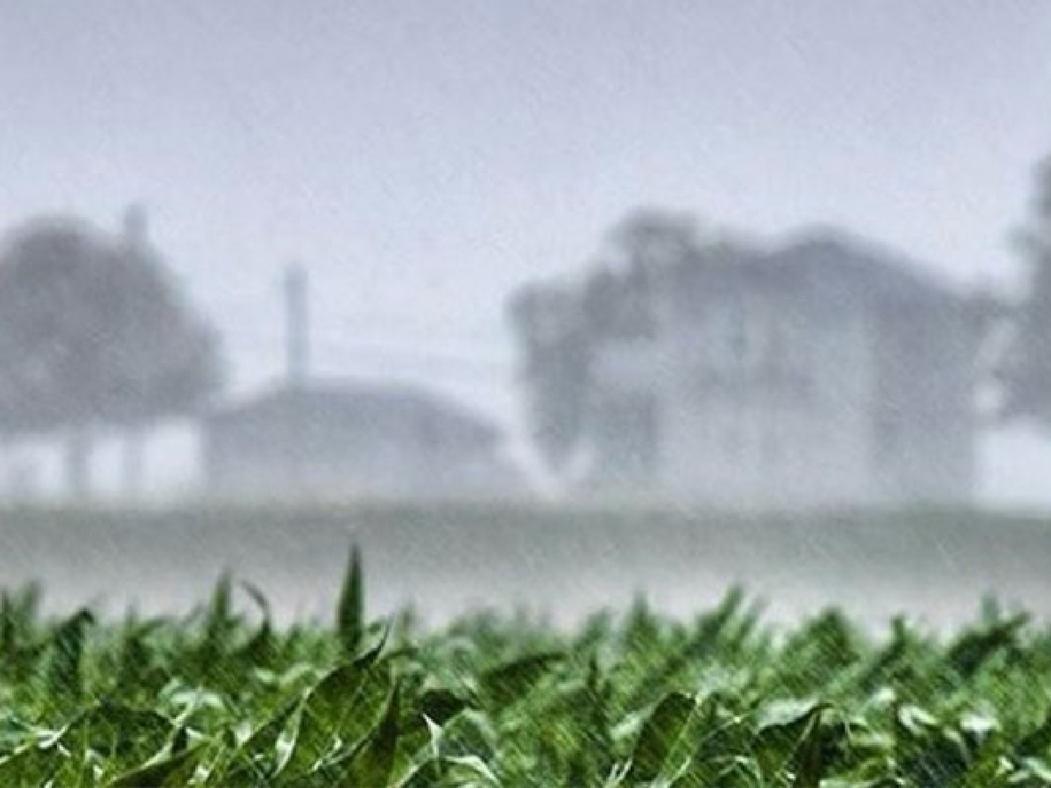 En nueve días, el 22% de la Región Pampeana recibió lluvias que superan la media de todo diciembre