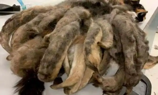 La increible transformación del gato con rastas 