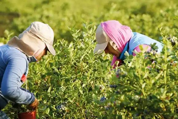 Ahora, la cosecha de arándanos se perfila a dejar una marca récord