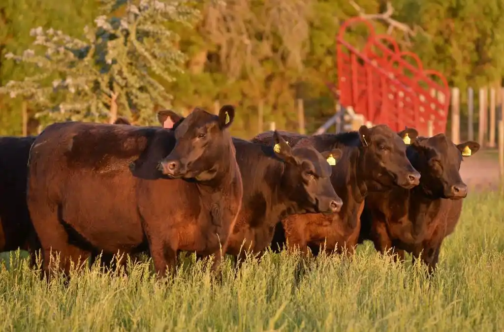Angus superó los 600 mil animales con evaluación genética