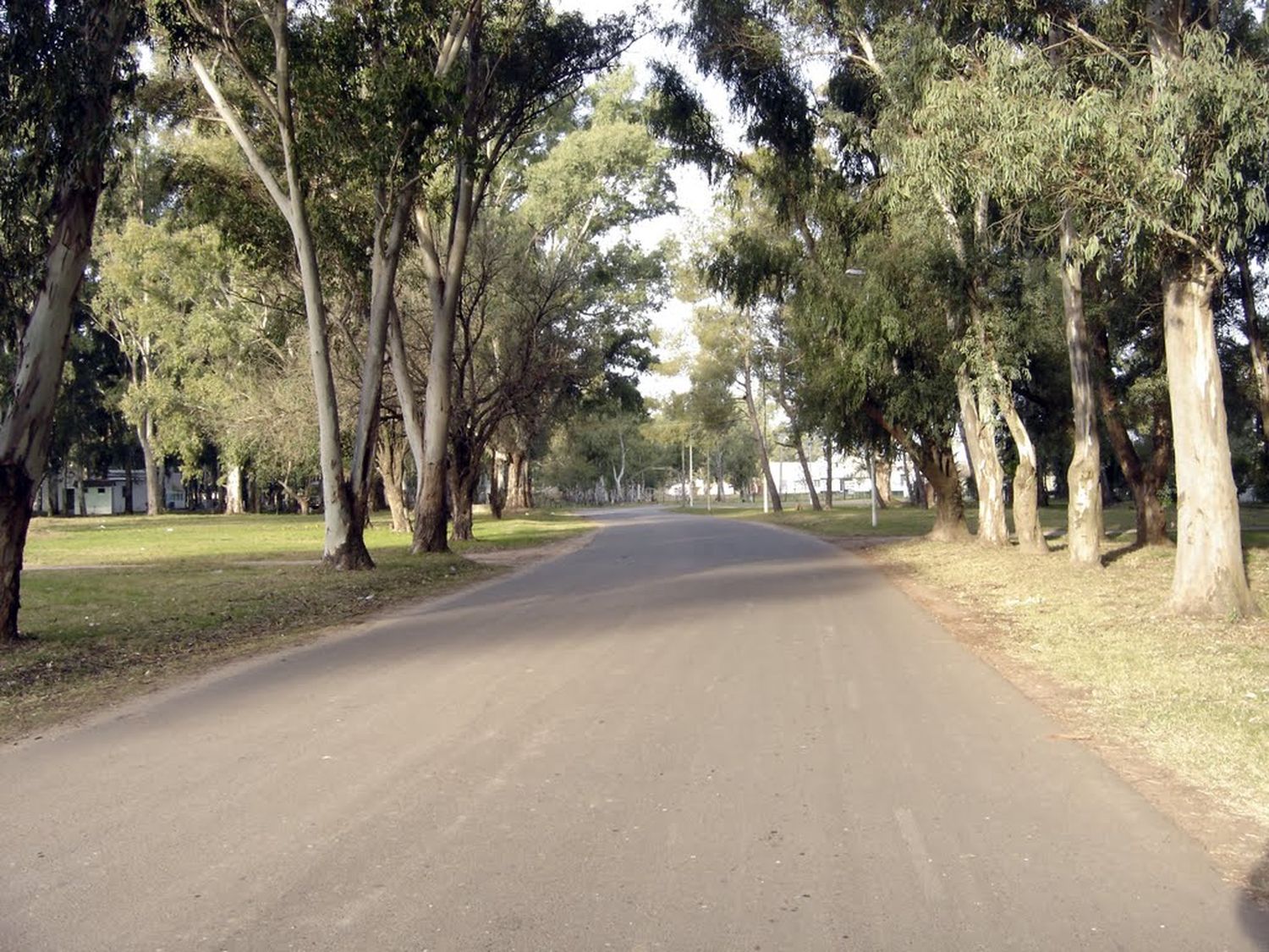 Gualeguay: Ebrio se chocó un árbol en moto