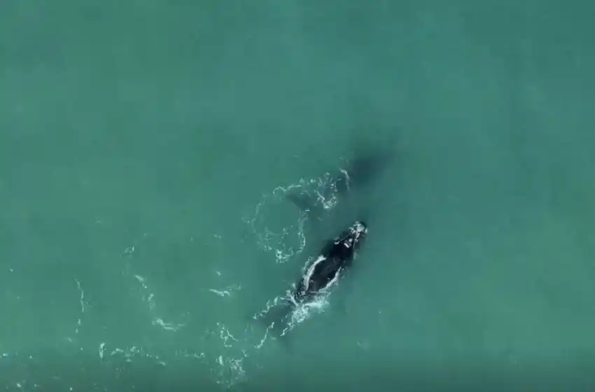 Video: las increíbles imágenes de dos ballenas en la costa de Mar del Plata
