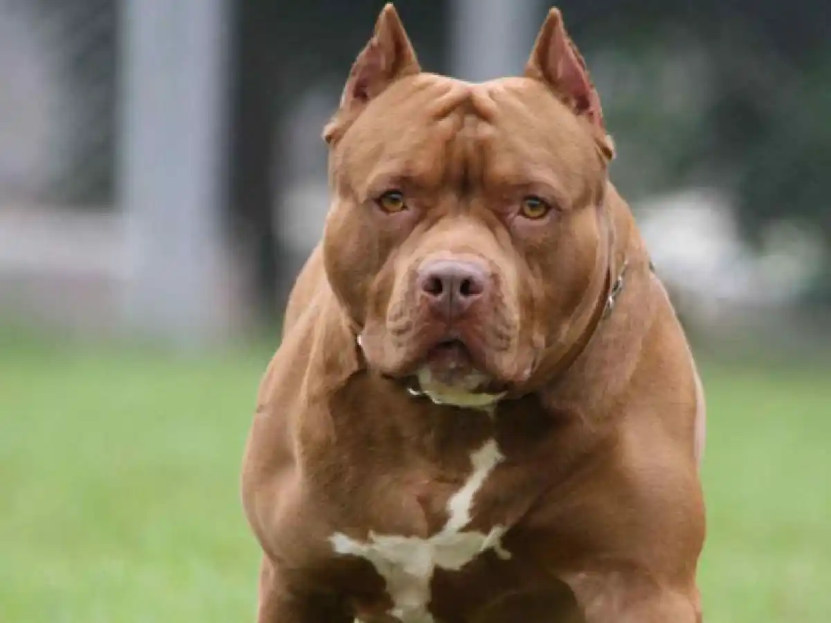 Un niño en Marcos juárez sufrió heridas después del ataque de un Pitbull