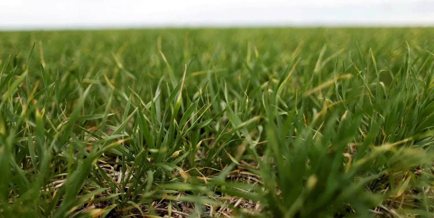 Las lluvias históricas de mayo comprometen la siembra triguera
