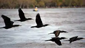 Verdes, azules y los trinos de las aves atrapan, calman y activan en el delta de Entre Ríos