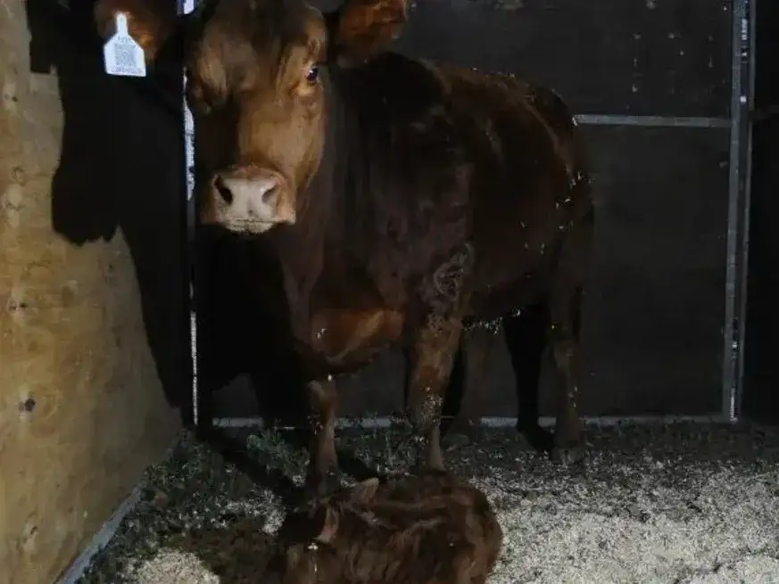 La tercera jornada de la Expo Rural tuvo un color diferente: Limangus se llevó la cucarda al primer nacimiento de la muestra, la ternera "Lionela".