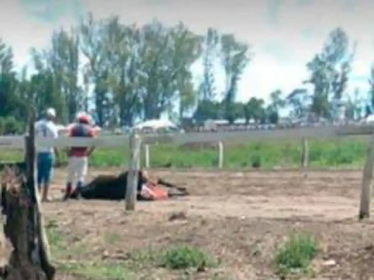 Muerte de caballos en el hipódromo: la hora de la investigación 