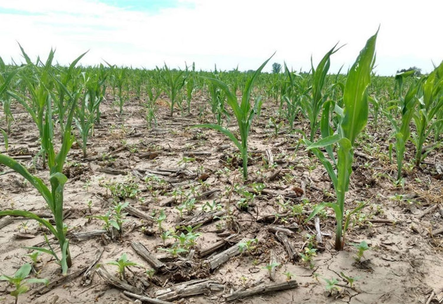 Pedido de intercesión por lluvias para el campo