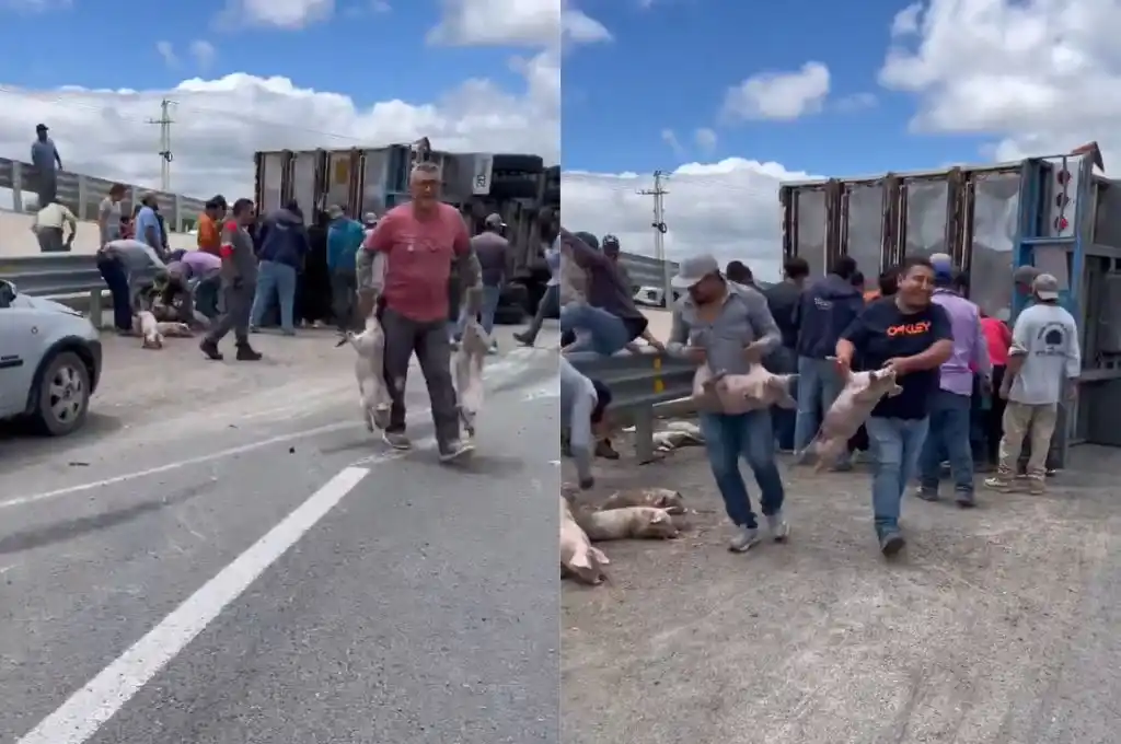 Saquearon un camión cargado de cerdos