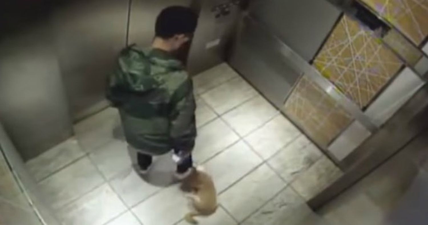 Indignante: Pisoteó y pateó a su perrito como si fuera una pelota