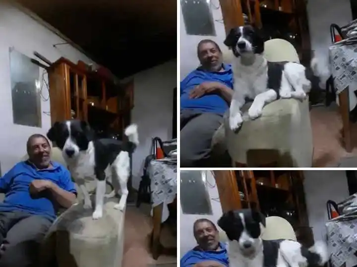 Buscan Duke, un perro perdido