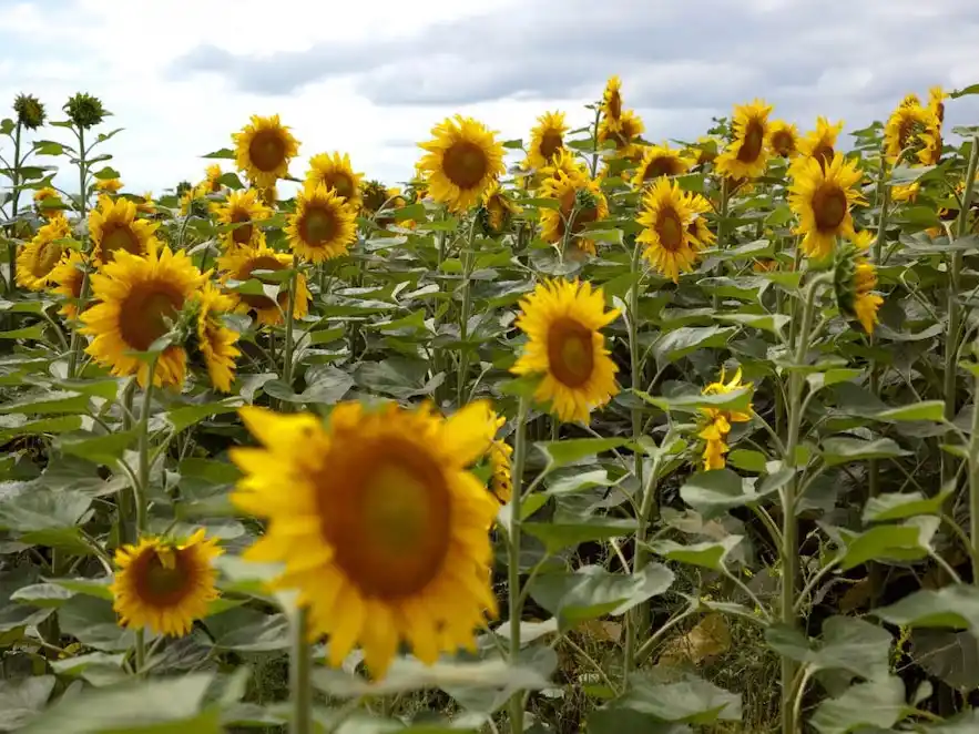 Girasol: el cultivo que gana terreno y redefine estrategias productivas