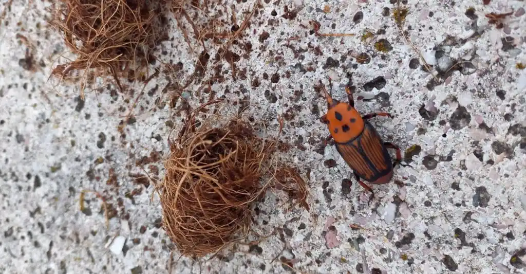 Es considerado “la plaga global más destructiva de las palmeras”