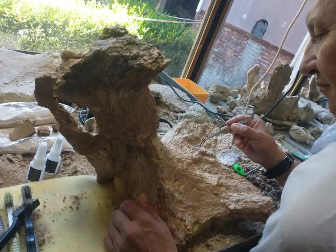 una pélvis de Megaterio fue encontrada en zona de barrancas