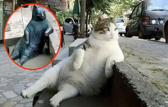 El Gato más famoso de Turquía