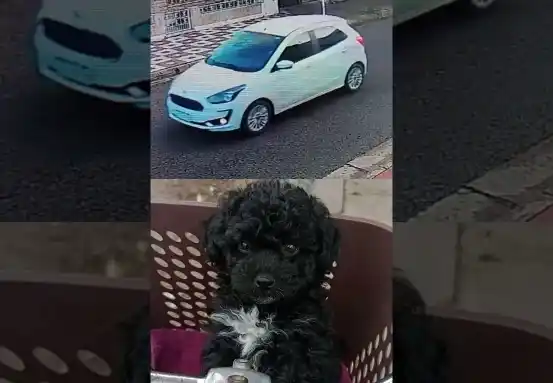 Robaron su perro desde la casa y lo busca