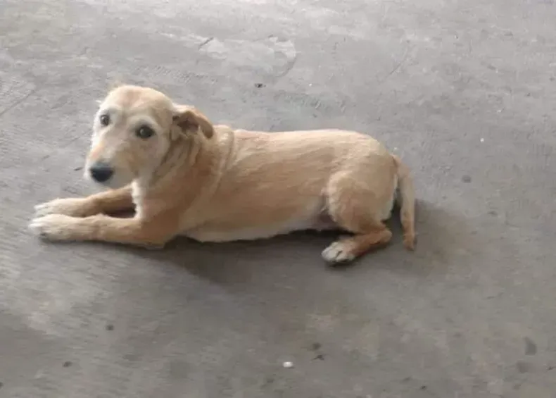 La Justicia condenó a un joven por haber matado a palazos a un perrito