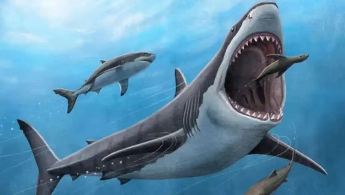 Insólito: más de 10 tiburones dieron positivo de cocaína en Río de Janeiro