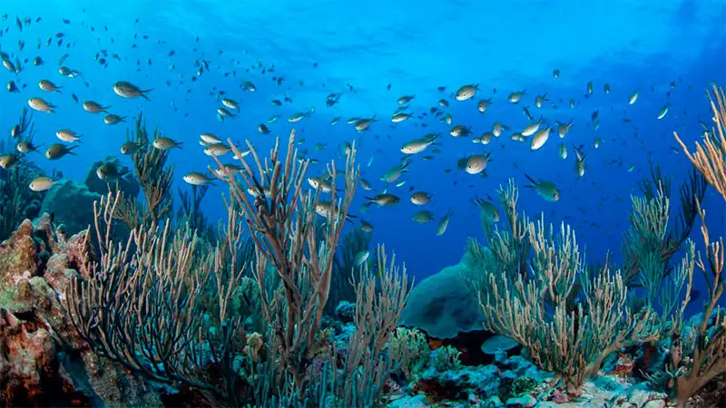 Alertan que inédita ola de calor marino provocará “muertes masivas” de especies