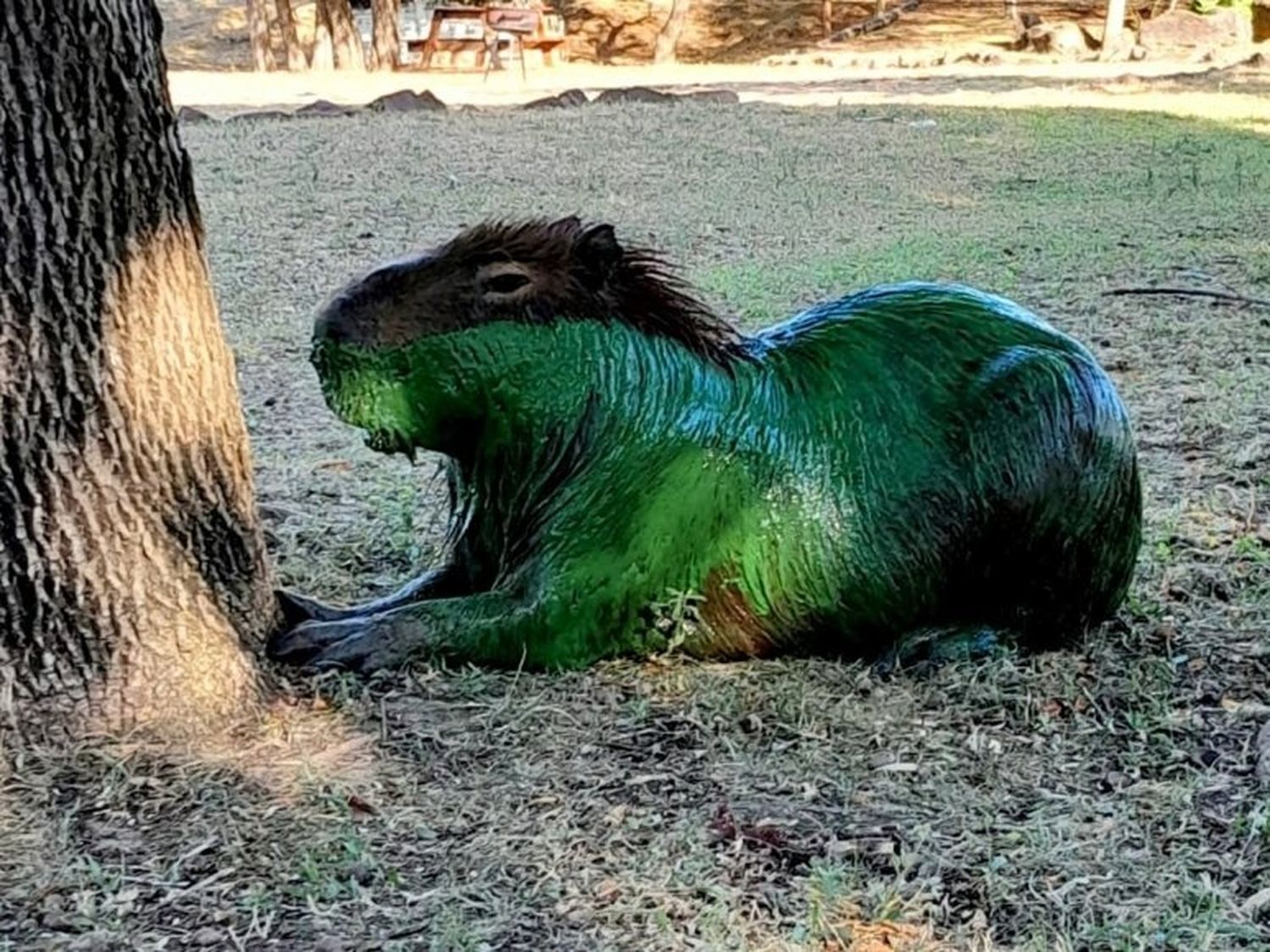 Verde ¿color esperanza?