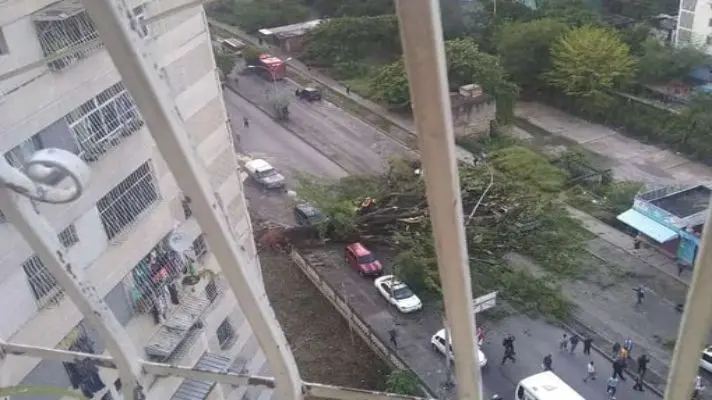 UN ABUELO MUERTO Y VARIOS HERIDOS el saldo de la caída de un árbol en Guarenas