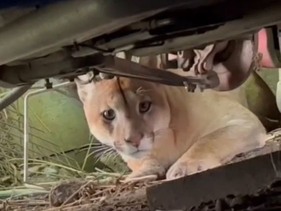 Un puma suelto en Villa Aguirre generó alarma entre vecinos