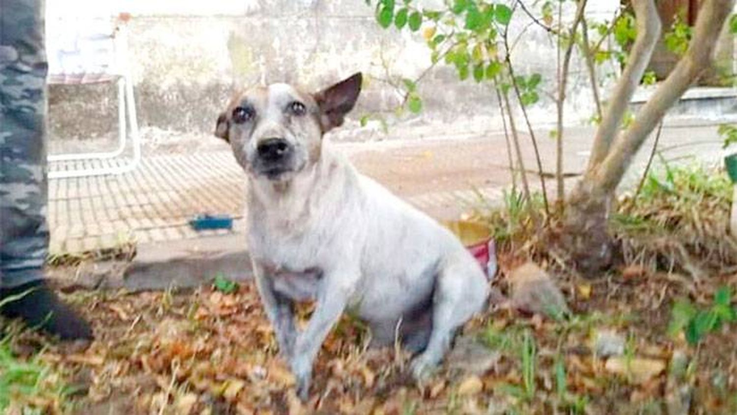 Murió el perrito que salvó la vida a una familia durante un incendio en Chajarí