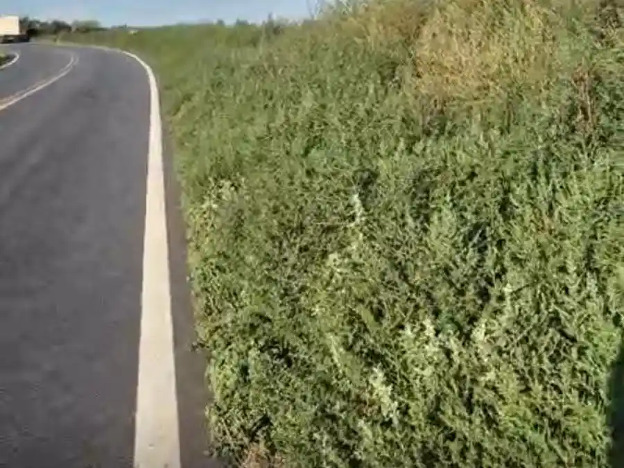 Ruta 33 pastizales