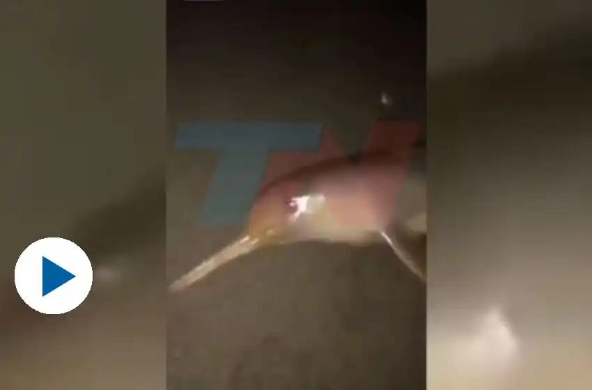 Indignante: un joven se filma golpeando a un delfín