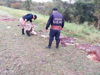 Abigeato: recuperan vacunos, secuestran
armas y herramientas en un allanamiento