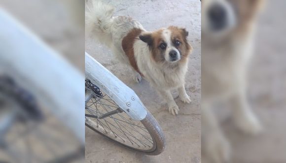 Se perdió Luna y la buscan