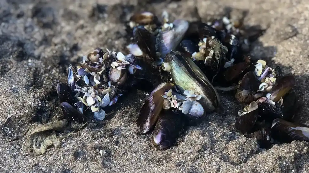 Los moluscos aparecieron en las playas tras el último temporal, luego de que el fuerte oleaje los arrastrara a la costa.